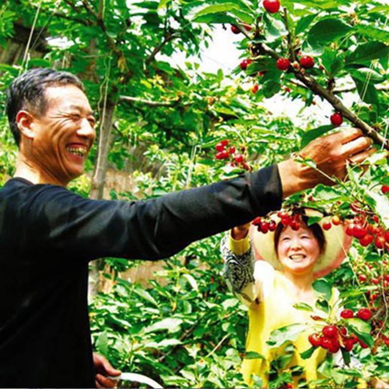 樱桃采摘